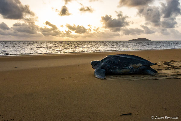 Tortue luth — Dermochelys coriacea (Vandelli, 1761)