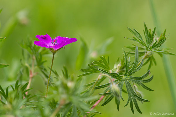 Géranium sanguin — Geranium sanguineum L., (Etsaut (64), France, le 19/04/2021)