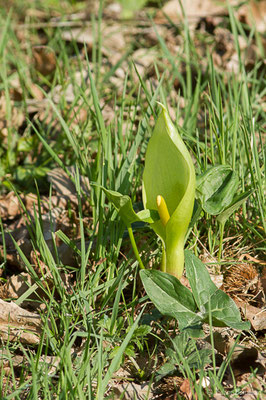 Gouet d'Italie ou Pied-de-veau – Arum italicum Mill., 1768, (Maurrin (40), France, le 14/04/2020)