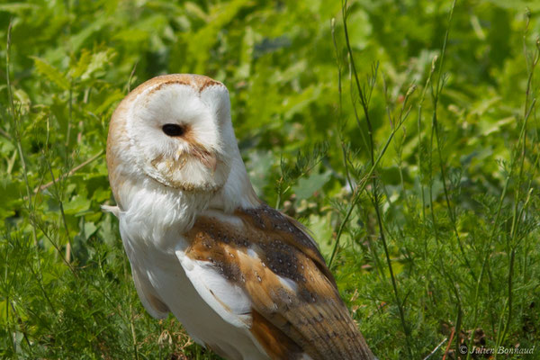Effraie des clochers, Chouette effraie — Tyto alba (Scopoli, 1769), (Donjon des aigles, Baucens (65), France, le 15/07/2018)