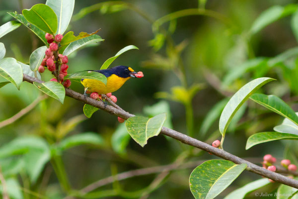 Organiste teité — Euphonia violacea (Linnaeus, 1758)