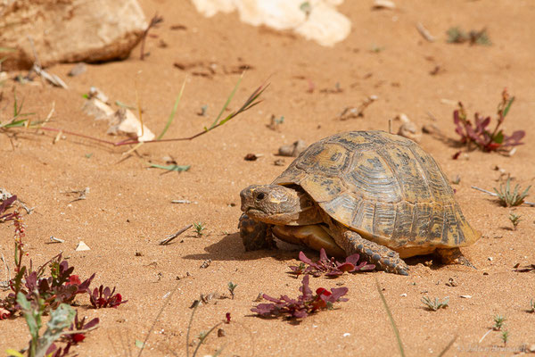 Tortue grecque — Testudo graeca (Linnaeus, 1758)