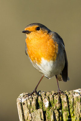 Rougegorge familier — Erithacus rubecula (Linnaeus, 1758), (Lacq (64), France, le 08/01/2020)