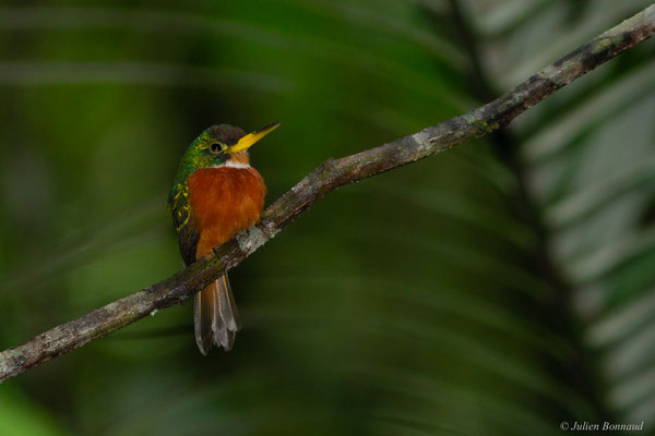 Jacamar à bec jaune — Galbula albirostris Latham, 1790, (Saint-Pierre, Saint-Laurent-du-Maroni, Guyane, le 27/01/2017)