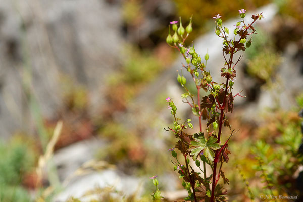 Géranium luisant — Geranium lucidum L., 1753, (Fort du Portalet, Etsaut (64), France, le 13/06/2022)