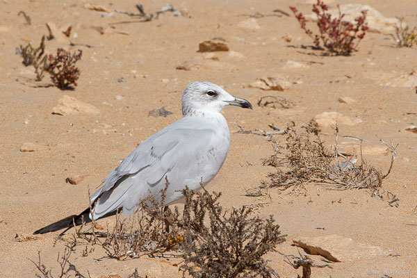 Goéland d'Audouin — Ichthyaetus audouinii (Payraudeau, 1826), (Tarfaya (Laâyoune-Sakia El Hamra), Maroc, le 02/11/2023)