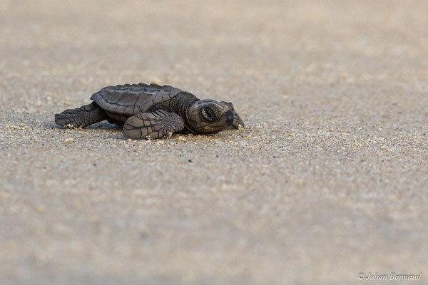 Tortue olivâtre — Lepidochelys olivacea (Eschscholtz, 1829), (émergence) (Plage des Salines, Remire-Montjoly, Guyane, le 02/08/2017) 