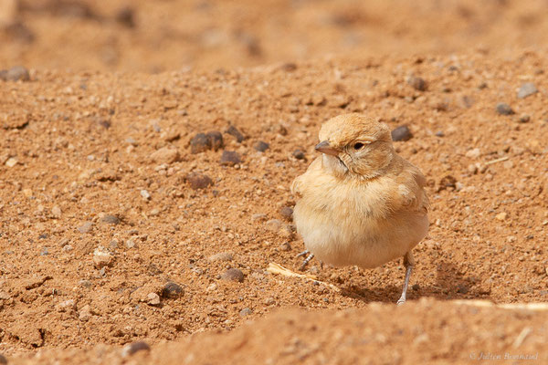 Ammomane élégante — Ammomanes cinctura (Gould, 1839), (Parc national d'Iriqui (Souss-Massa-Draâ, Guelmim-Es Semara), Maroc, le 12/02/2023)