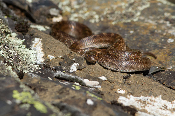 Coronelle girondine — Coronella girondica (Daudin, 1803)