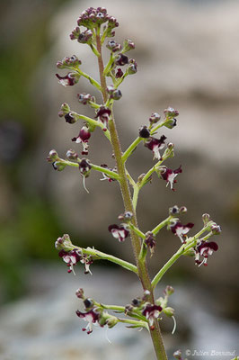 Scrofulaire des chiens — Scrophularia canina L., 1753, (Station de ski de Gourette, Eaux Bonnes (65), France, le 15/06/2020)