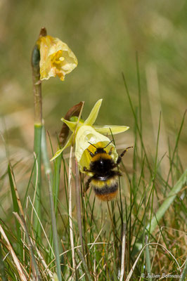 Bourdon des prés — Bombus pratorum (Linnaeus, 1761), (Ponson-Dessus (64), France, le 18/03/2018)