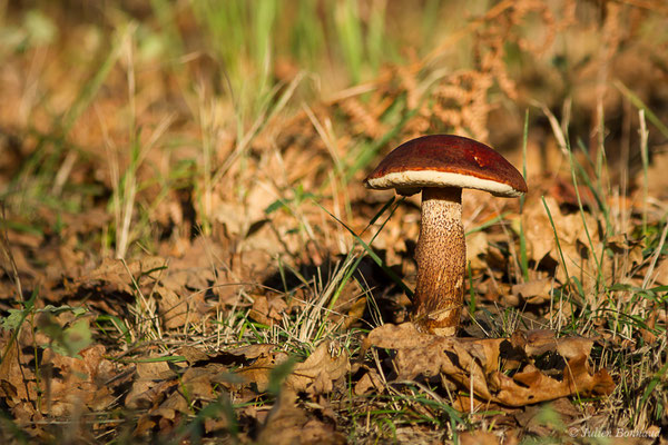 Bolet orangé des chênes (Leccinum quercinum) (Parbayse (64), France, le 18/10/2020)