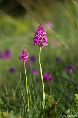 Orchis pyramidal — Anacamptis pyramidalis (L.) Rich., 1817