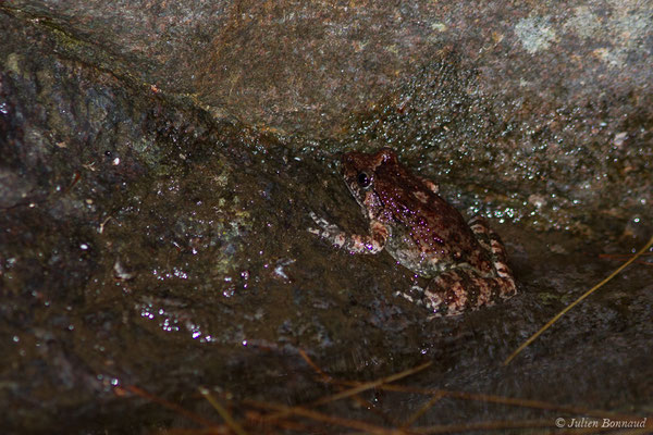 Discoglosse Corse — Discoglossus montalentii Lanza, Nascetti, Capula & Bullini, 1984, (Asco (2B), France, le 10/09/2019)