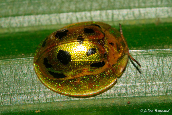 (Coptocycla undecimpunctata) (Sentier de la Mirande, Matoury, le 09/07/2015)