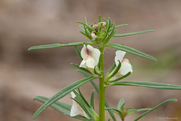 Muflier a grand calice, Muflier calicinal — Misopates calycinum Rothm., 1956, (Casablanca (Casablanca-Settat), Maroc, le 23/03/2024)