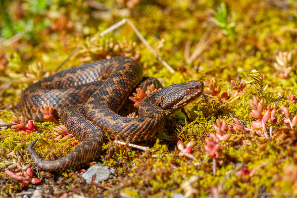 Vipère aspic de Zinniker – Vipera aspis zinnikeri (Kramer, 1958), (Borce (64), France, le 28/05/2024)