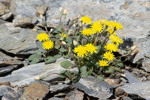 Crépide naine — Crepis pygmaea L., 1753, (Station de ski de Gourette, Eaux-Bonnes (64), France, le 22/07/2022)