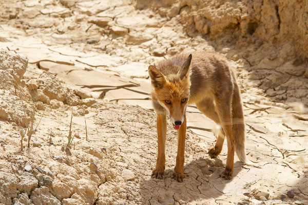 Renard roux — Vulpes vulpes (Linnaeus, 1758), (Parque Natural de las Bardenas, Navarre, Espagne, le 08/06/2022)