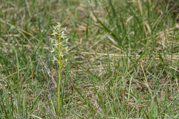 Platanthère à fleurs verdâtres — Platanthera chlorantha (Custer) Rchb., 1828, (Pihourc, Saint-Godens (31), France, le 16/05/2019)