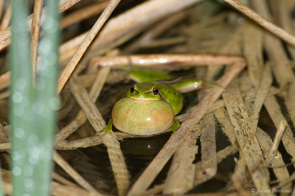 Rainette méridionale – Hyla meridionalis Böttger, 1874, (Pihourc, Lieoux (31), France, le 10/04/2019)