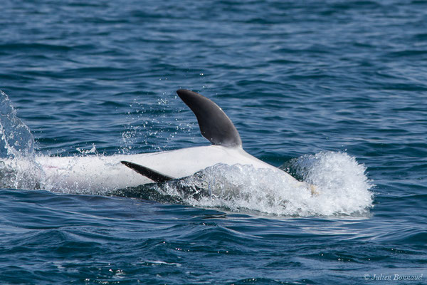 Grand dauphin (Tursiops truncatus) (Sagres (Vila do Bispo), Algarve (Portugal), le 31/08/2018)