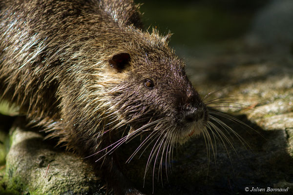 Ragondin — Myocastor coypus (Molina, 1782), (Parc animalier des pyrénées, Argelès-Gazost (65), France, le 03/10/2017)
