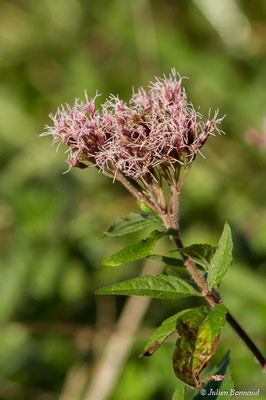 Eupatoire chanvrine — Eupatorium cannabinum L., 1753, (Oroix (65), France, le 08/10/2017)