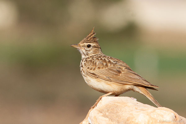 Cochevis de Thékla — Galerida theklae Brehm, AE, 1857, (Laazib (Guelmim-Oued Noun), Maroc, le 30/01/2023)