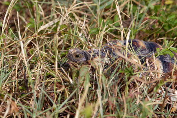 Tortue marginée — Testudo marginata Schoepff, 1793, (juvénile), (animal captif)