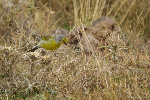 Venturon corse — Carduelis corsicana (Koenig, AF, 1899), (plateau du Coscione, Aullène (2B), France, le 07/09/2019)