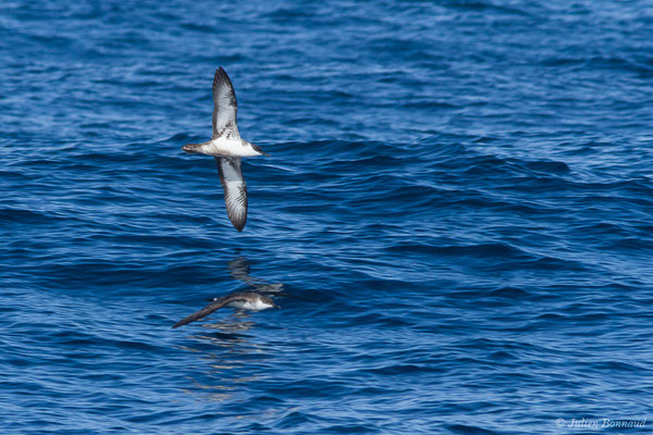 Puffin majeur – Ardenna gravis (O'Reilly, 1818), (Saint-Jean-de-Luz (64), France, le 05/10/2019)