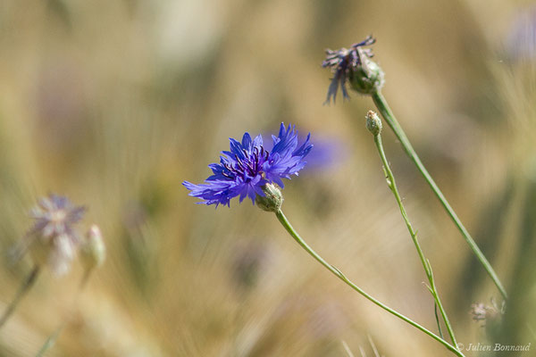 Bleuet — Cyanus segetum Hill, 1762