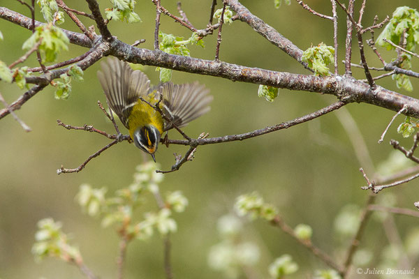 Roitelet à triple bandeau (Regulus ignicapilla) (Pihourc, Saint-Godens (31), France, le 17/04/2018)