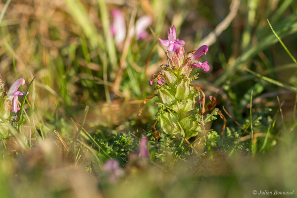 Pédiculaire des bois — Pedicularis sylvatica L., 1753, (Saint-Pée-sur-Nivelle (64), France, le 12/04/2021)