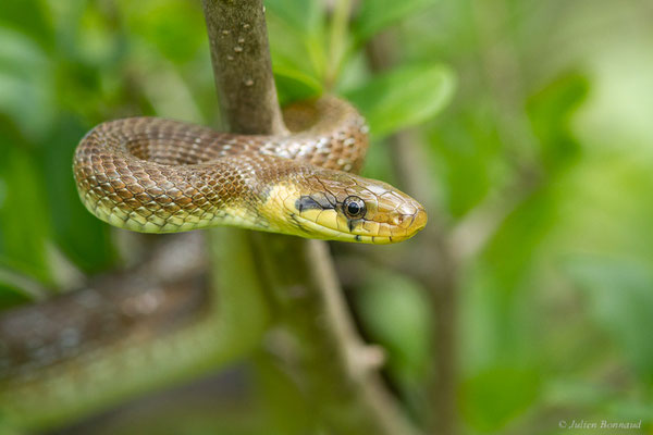 Couleuvre d'Esculape — Zamenis longissimus (Laurenti, 1768)