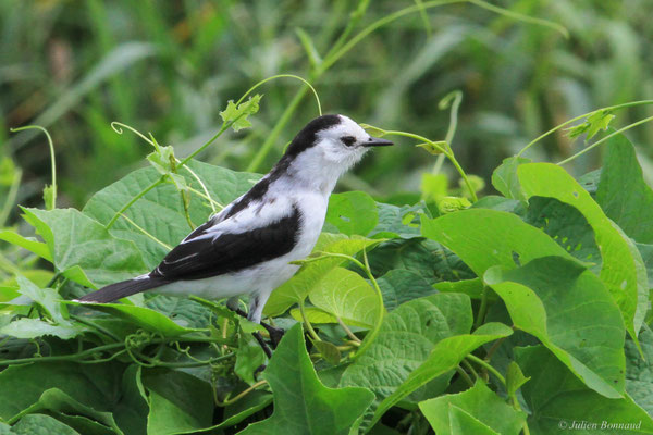 Moucherolle pie — Fluvicola pica (Boddaert, 1783)