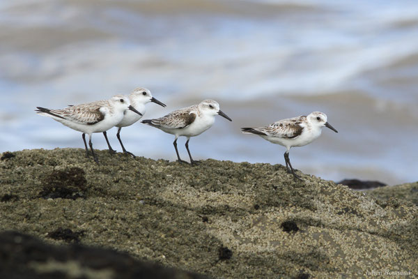 Bécasseau sanderling — Calidris alba (Pallas, 1764)