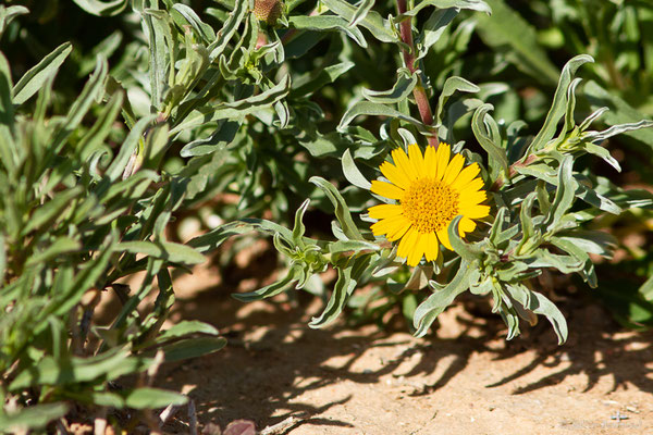 Asteriscus graveolens (Forssk.) Less.