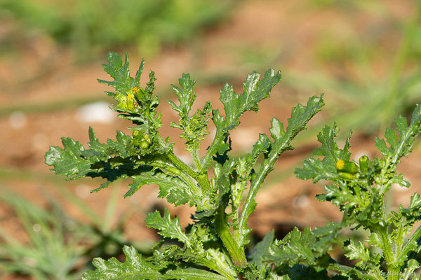 Séneçon commun — Senecio vulgaris L., 1753