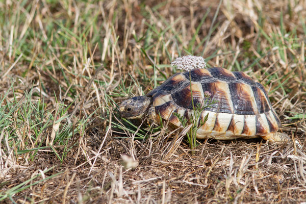 Tortue marginée — Testudo marginata Schoepff, 1793, (juvénile), (animal captif)