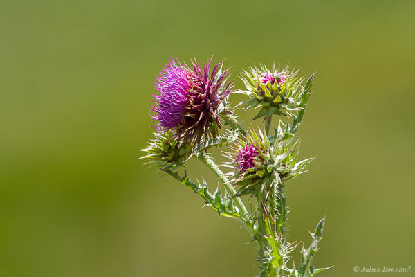 Chardon penché — Carduus nutans L., 1753, (Col du Pourtalet, Laruns (64), France, le 22/06/2019)