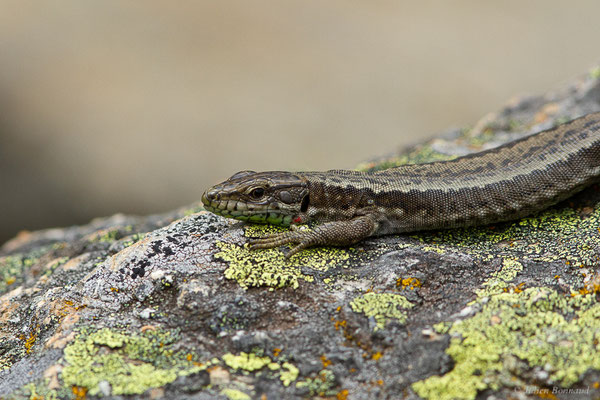 Lézard de Galan — Iberolacerta galani Arribas, Carranza & Odierna, 2006, (Parc naturel du lac de Sanabria (Zamora), Espagne), le 06/07/2022)