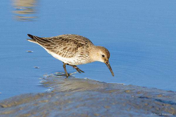 Bécasseau variable — Calidris alpina (Linnaeus, 1758), (Andernos-les-Bains (33), France, le 10/12/2022)