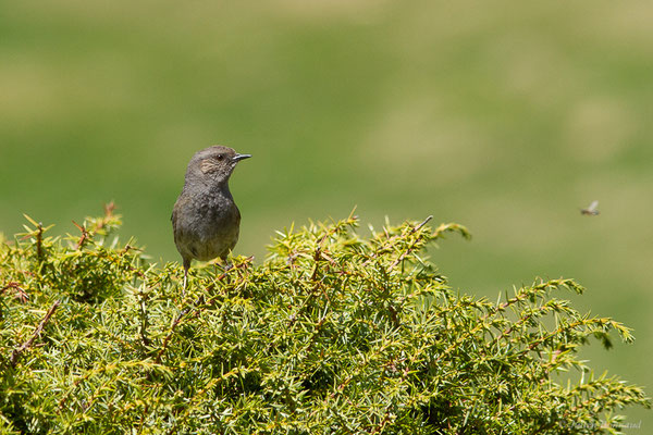 Accenteur mouchet — Prunella modularis (Linnaeus, 1758), (La Pierre Saint-Martin, Arette (64), France, le 15/05/2022)