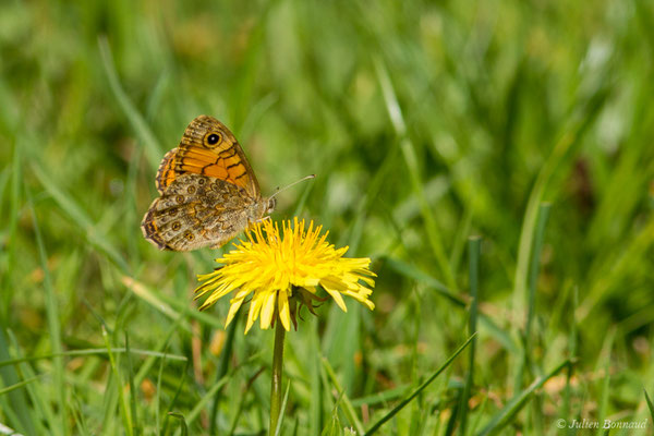 Mégère — Lasiommata megera (Linnaeus, 1767), (Eup (31), France, le 19/04/2018)