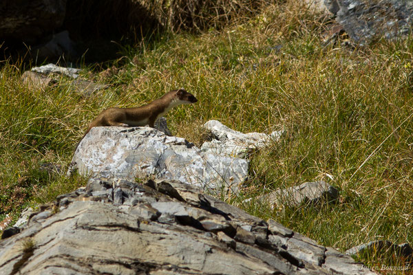 Hermine – Mustela erminea Linnaeus, 1758, (Lac d'Anglas, Gourette (64), France, le 30/09/2018)