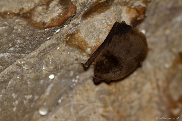 Minioptère de Schreibers — Miniopterus schreibersii (Natterer in Kuhl, 1817)