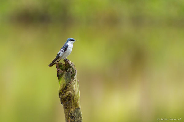 Hirondelle à ailes blanches — Tachycineta albiventer (Boddaert, 1785)