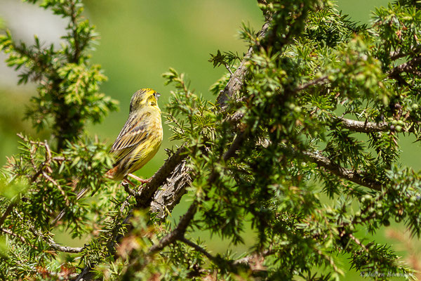Bruant jaune — Emberiza citrinella Linnaeus, 1758, (station de ski de Gourette, Eaux-Bonnes (64), France, le 17/05/2022)